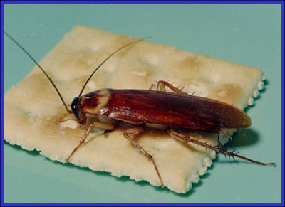 american roach