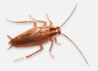 german roach