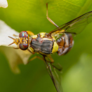 fruit fly close up