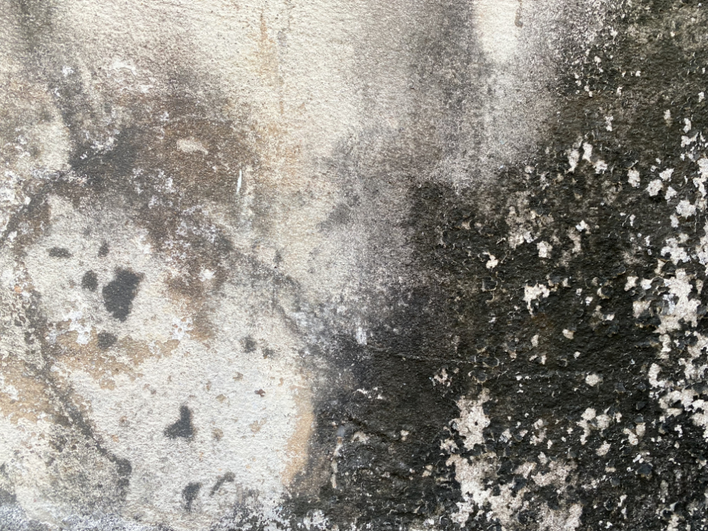 black mold