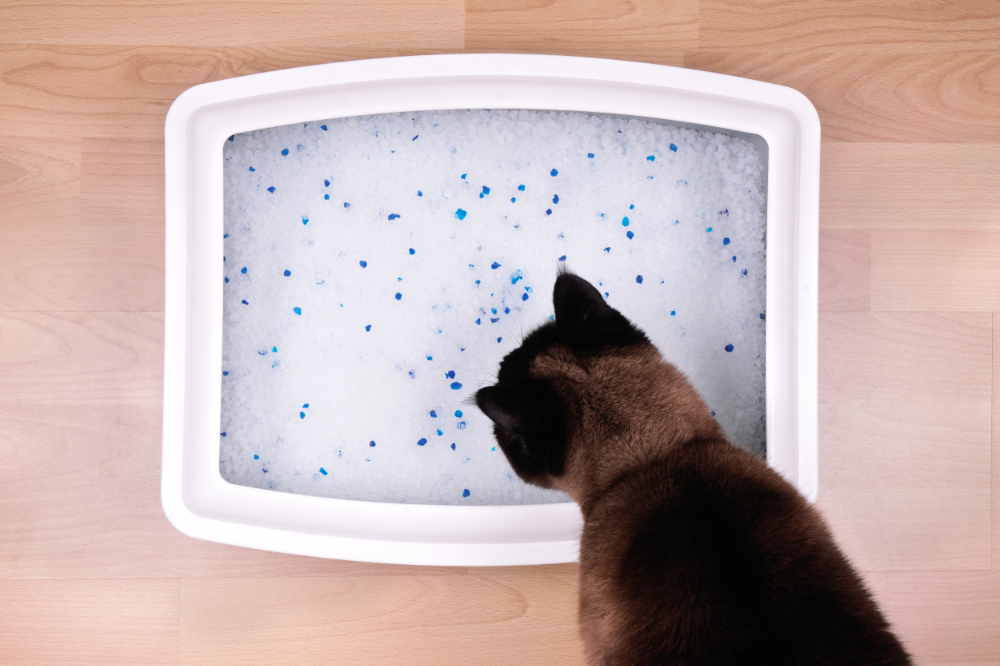 crystal litter